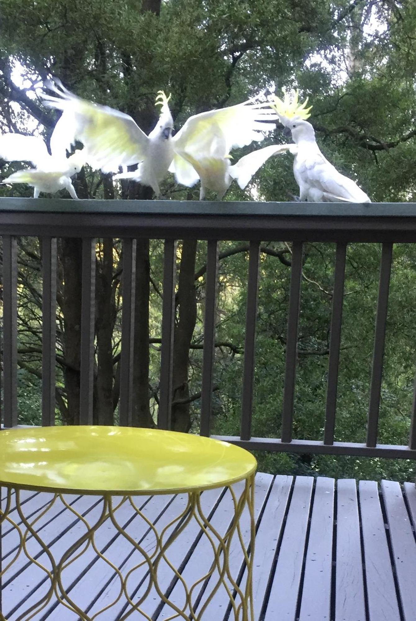 Sassafras Treehouse Private Home In The Dandenong Ranges, Victoria ภายนอก รูปภาพ